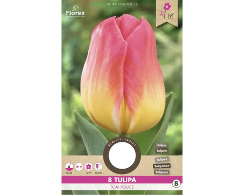 Tulipány 'Tom Pouce' 11/12 8 ks