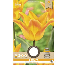 Balenie ôsmich cibuliek tulipánu Moonblush