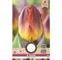 Tulipán Amber Glow, 8 kusov