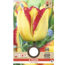 Tulipán Kapské Mesto, balenie po ôsmich kusoch