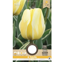 Balenie ôsmich tulipánov Tulipa Jaap Groot