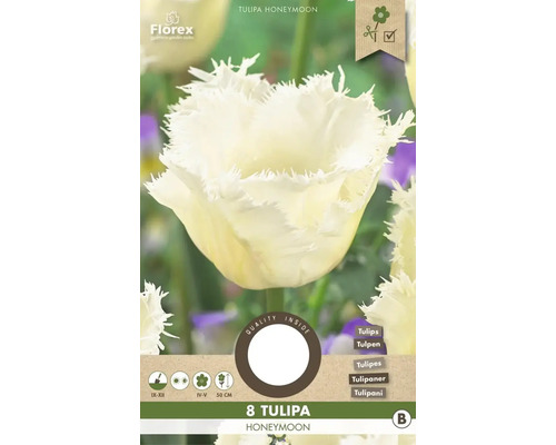 Tulipány 'Honeymoon' 11/12 8 ks