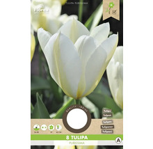 Balenie 8 cibuliek tulipánu Tulipa Purissima