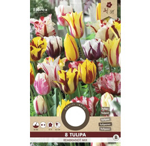 Balenie tulipánov Rembrandt Mix, 8 kusov
