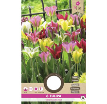 Balenie tulipánov Viridiflora Mix, 8 kusov