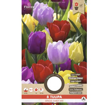 Balenie 8 skorých jednoduchých tulipánových zmesí