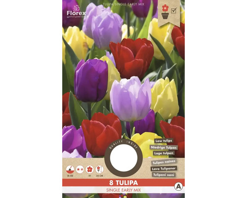 Tulipány 'Jarný mix' 11/12 8 ks