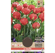 Balenie šiestich cibuliek tulipánu Tulipa Pamplona