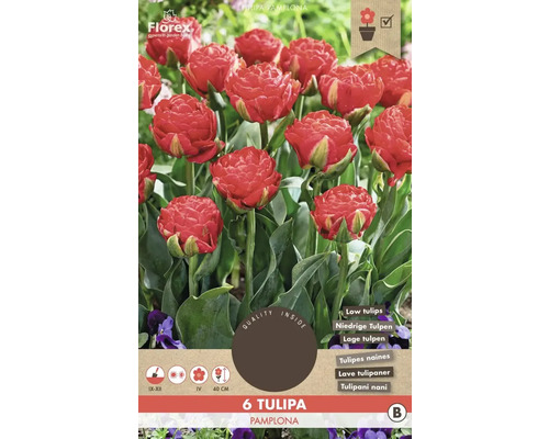 Tulipány plnokveté 'Pamplona' 11/12 6 ks
