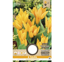 Balenie ôsmich cibuliek tulipánu Tulipa Praestans Shogun