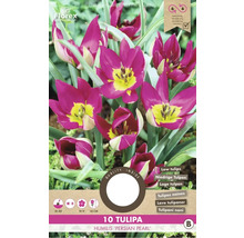 Balenie desiatich cibuliek tulipánu Tulipa humilis Persian Pearl