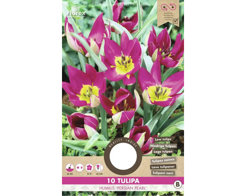 Balenie desiatich cibuliek tulipánu Tulipa humilis Persian Pearl