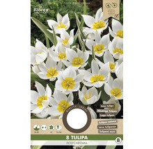 Balenie ôsmich cibuliek tulipánu Tulipa polychroma