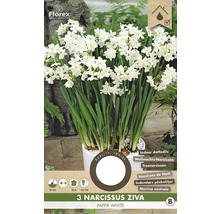 Tri biele narcisy Ziva v kvetináči