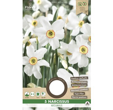 Balenie piatich cibuliek Narcissus recurvus