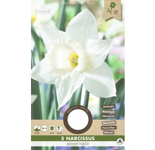 Balenie 5 cibuliek narcisu Mount Hood