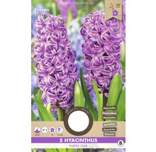 Balenie piatich cibuliek hyacintu Purple Star