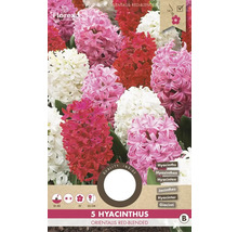 Balenie 5 hyacintov, odroda Red Blended