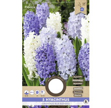 Balenie 5 hyacintov Orientalis Blue-Blended