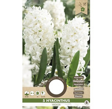 Balenie 5 hyacintov odrody Aiolos