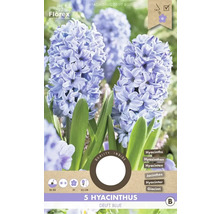 Balenie 5 hyacintov odrody Delft Blue