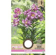 Ľalia Purple Lady, tri kusy, stromová ľalia