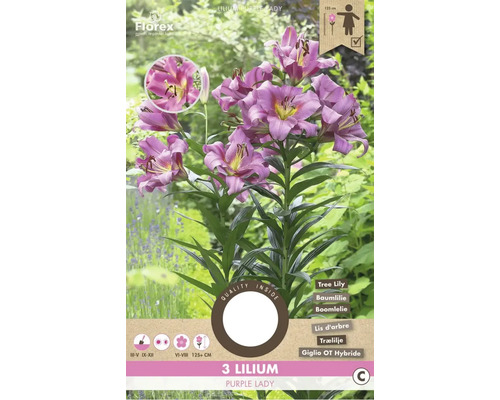 Ľalia 'Purple Lady' 3 ks