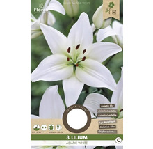 Balenie s tromi kusmi ázijskej ľalie odrody Asiatic White
