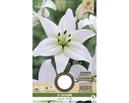 Ľalia 'Asiatic White' 16/18 3 ks