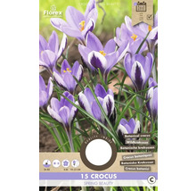 Krokus Spring Beauty, balenie 15 kusov