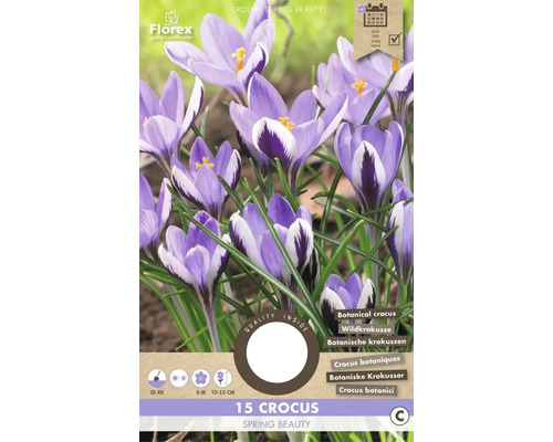 Šafran 5/7 'Spring Beauty' 15 ks