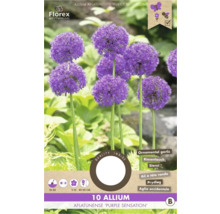 Balenie 10 cibuliek Allium aflatunense Purple Sensation