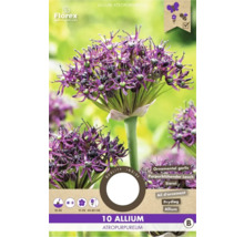 Balenie 10 cibuliek okrasného cesnaku Allium atropurpureum