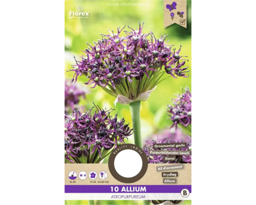Okrasný cesnak 'Atropurpureum' 10 ks
