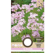 Balenie 10 cibúľ Allium Roseum