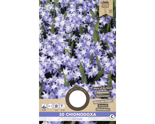 Modravka žiarivá 'Chionodoxa Luciliae' 30 ks