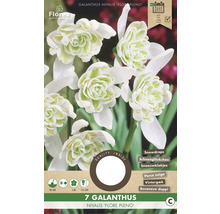 Balenie plnokvetých snežienok Galanthus nivalis Flore Pleno