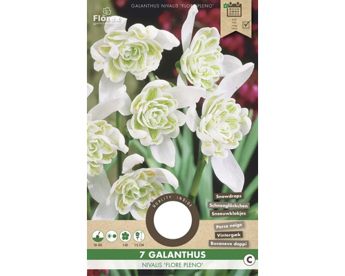 Snežienka jarná 'Flore Pleno' 4/5 7 ks