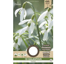 Balenie snežienok, botanicky Galanthus elwesii, s informáciami o dobe výsadby a vlastnostiach