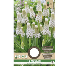 Balenie 15 bielych cibuliek scily hroznovitej Muscari botryoides Album