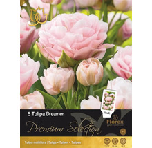 Balenie 5 cibuliek tulipánu Tulipa Dreamer