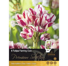 Balenie ôsmich cibuliek tulipánov Tulipa Flaming Club
