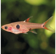 Detailný záber ryby Trigonostigma heteromorpha, známej aj ako klinová škvrna, s tmavou škvrnou na tele.