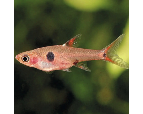 Rasbora maculata 1-1,5 cm Razborka trpasličí Detailný záber ryby Trigonostigma heteromorpha, známej aj ako klinová škvrna, s tmavou škvrnou na tele.