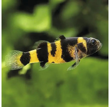 Brachygobius doriae, pruhovaná trpasličia grundľa, sladkovodná okrasná ryba