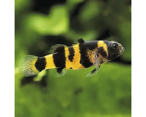 Brachygobius doriae Býčko zlatopásy 2-2,5 cm Brachygobius doriae, pruhovaná trpasličia grundľa, sladkovodná okrasná ryba