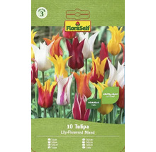 Balenie desiatich zmiešaných ľaliokvetých tulipánov