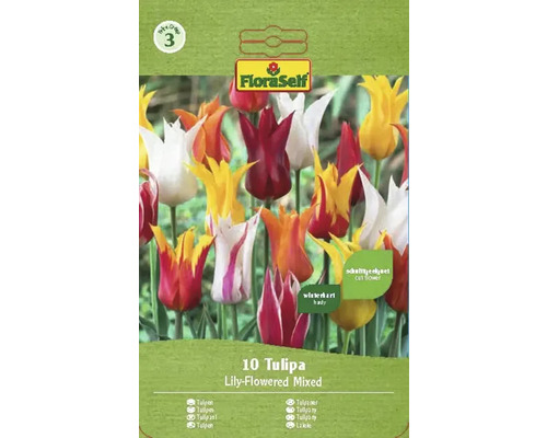 Tulipány ľaliovité mix 11/12 FloraSelf 10 ks