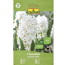 Balenie 5 cibuliek hyacintov orientalis White