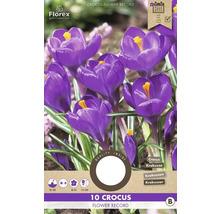 Balenie 10 krokusov odrody Flower Record